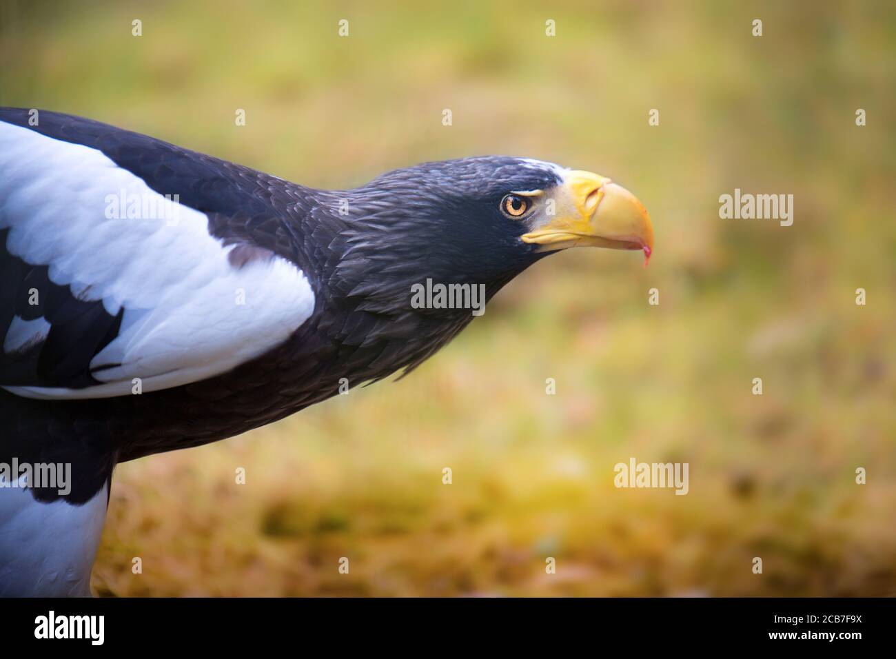 L'aigle de mer de Steller Haliaeetus pelagicus oiseau de proie mange des proies viande manger du poisson, le meilleur de la photo. Banque D'Images