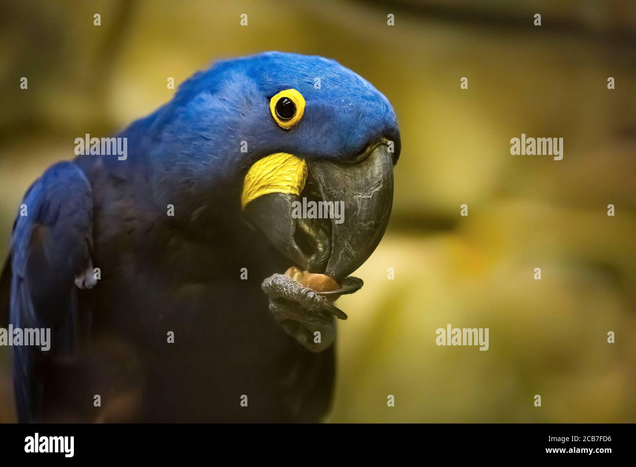 Portrait bleu jacinthe macaw Anodorhynchus hyacinthinus sur la perche manger un écrou, la meilleure photo Banque D'Images