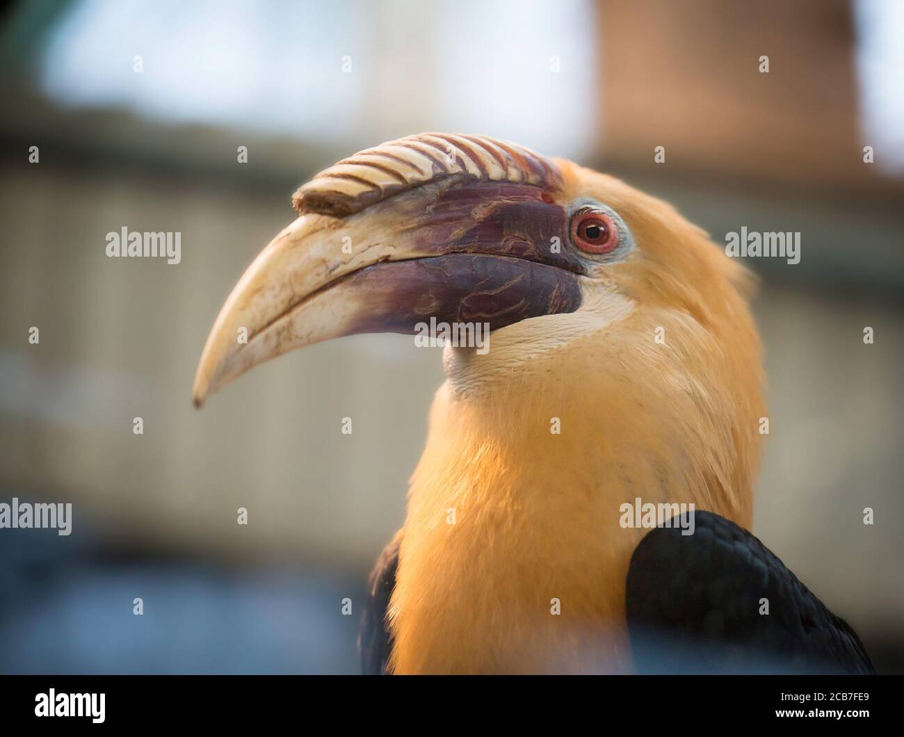 Détail de la tête de Visayan hornbill Penelopides panini, tarictic hornbill, Philippines, grand bec fort et oeil brillant, fond vert clair, endange Banque D'Images