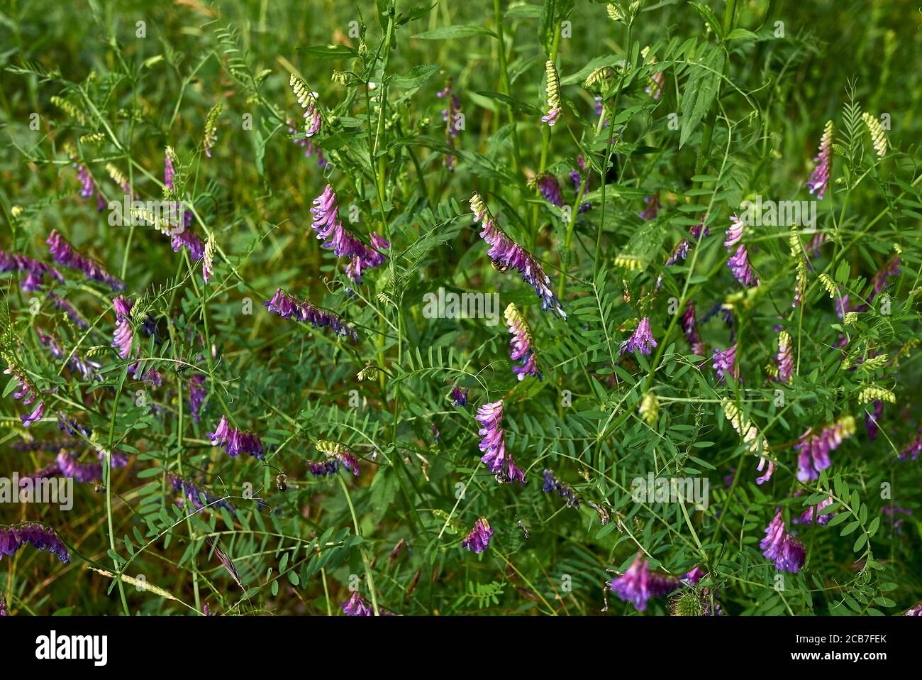 Inflorescence pourpre de Vicia cracca Banque D'Images