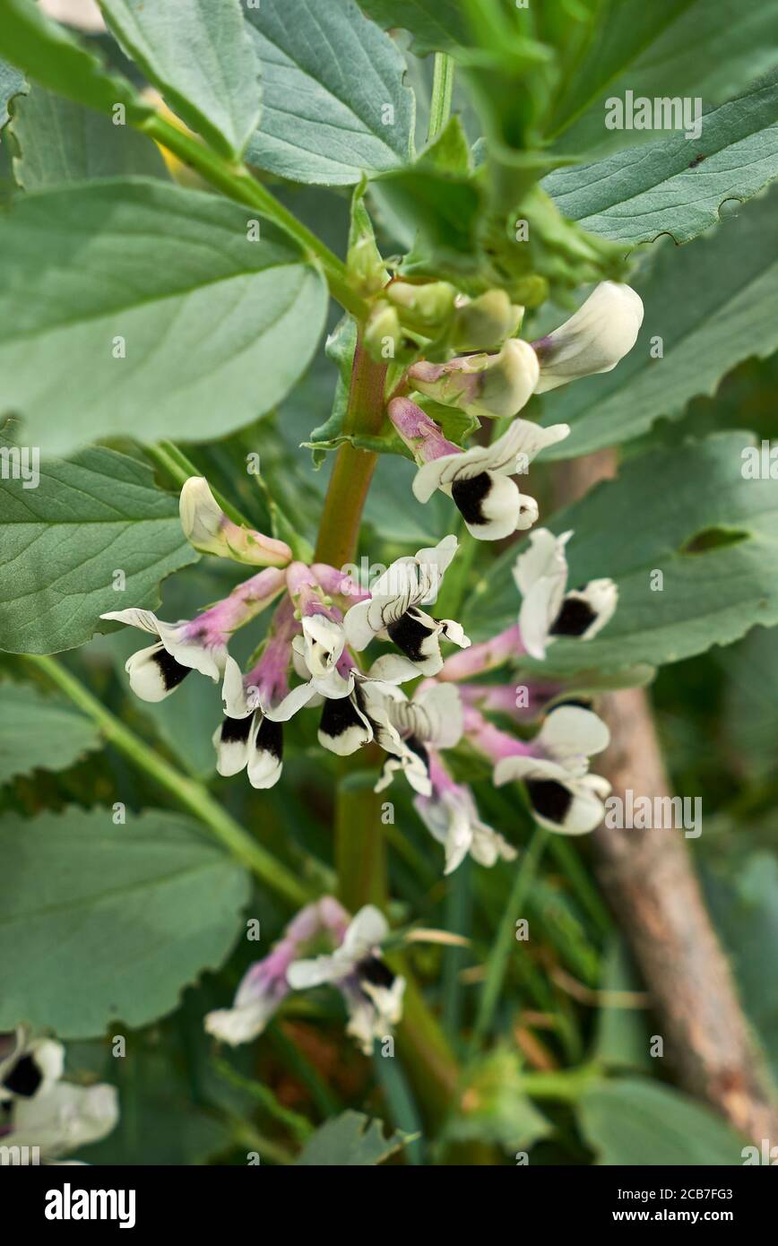 Vicia faba fleur de gros plan Banque D'Images