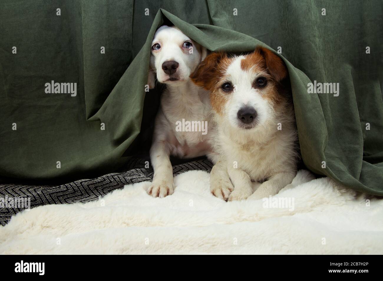 Deux chiens de chiots effrayés ou effrayés se cachent derrière un rideau vert à cause des feux d'artifice, des orages ou du bruit. Banque D'Images