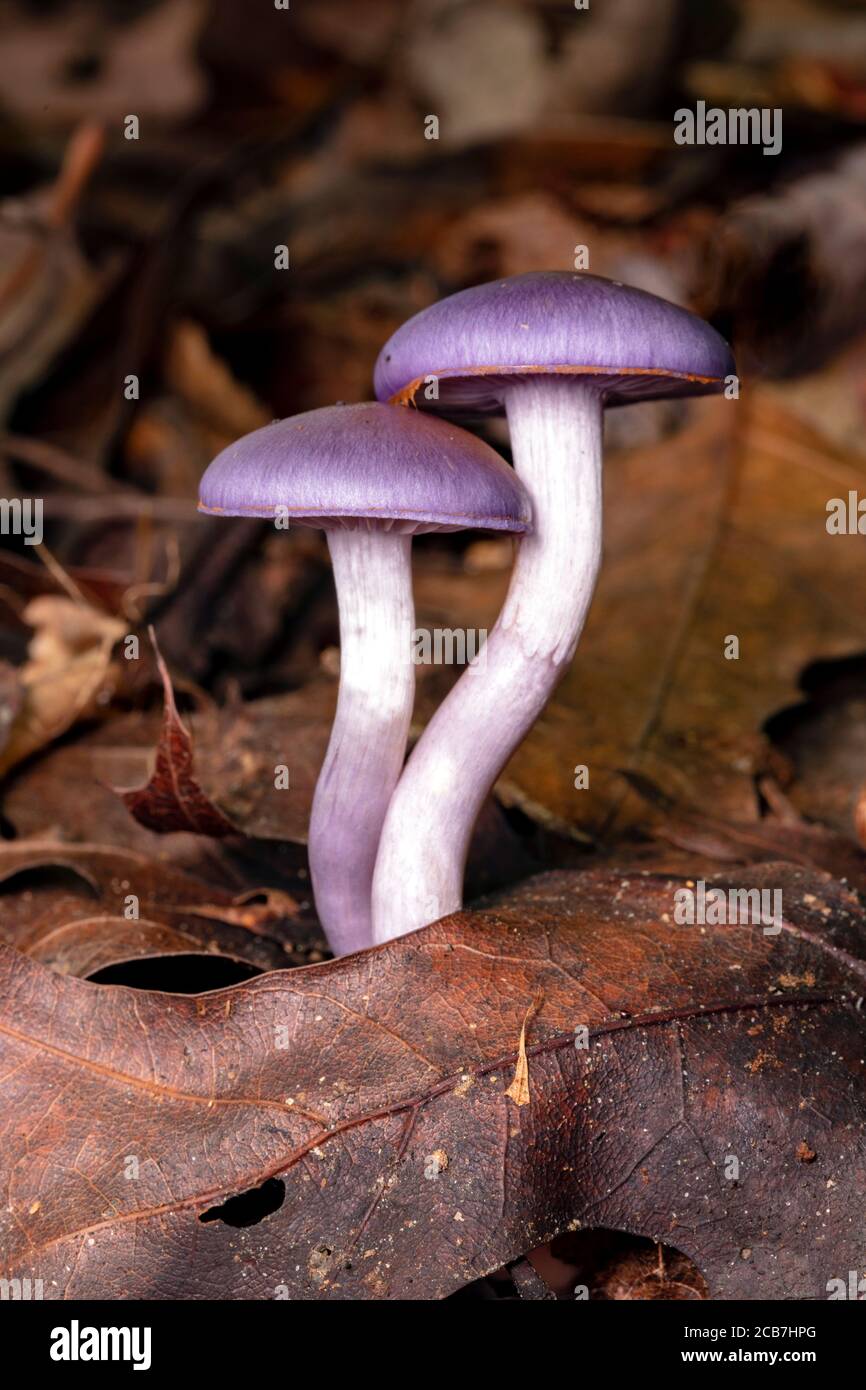 Caort à pois ou Violet viscide (Cortinarius iodes) - Forêt nationale de Pisgah, Brevard, Caroline du Nord, États-Unis Banque D'Images