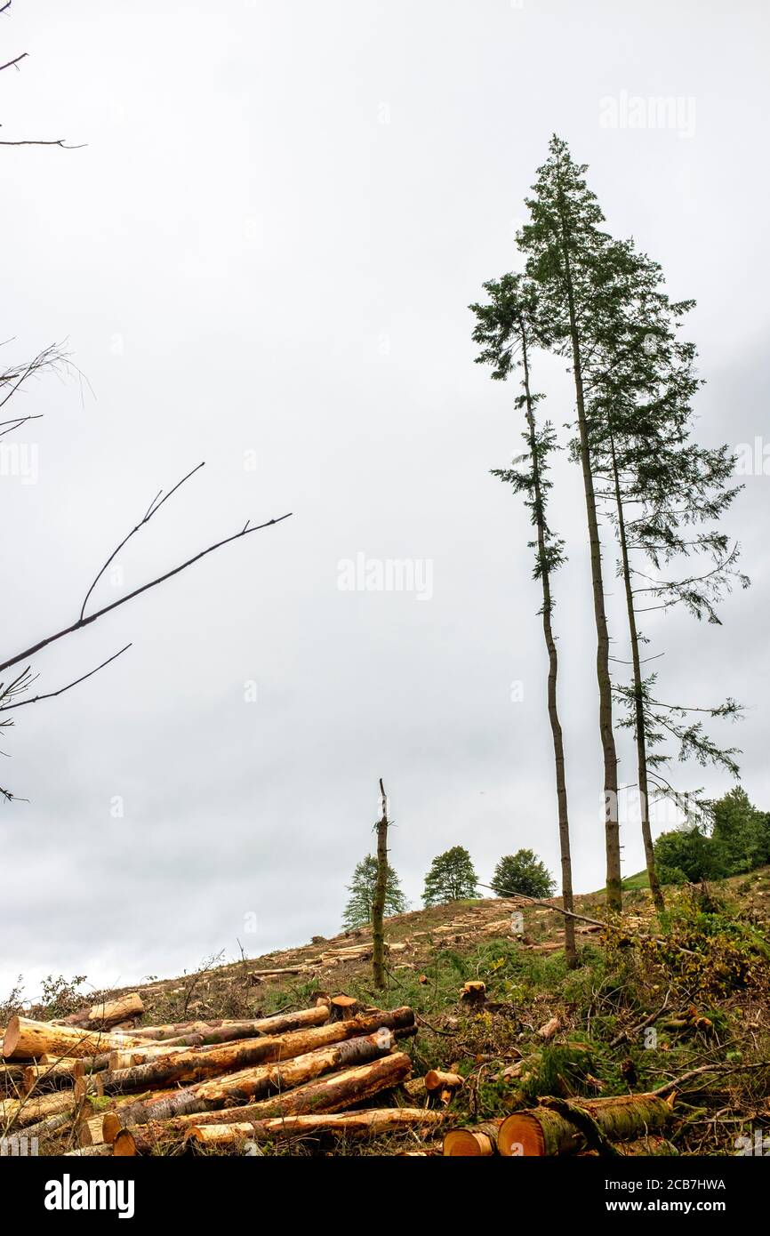 Forêt de pins à Rogermoor, Moffat, Écosse Banque D'Images