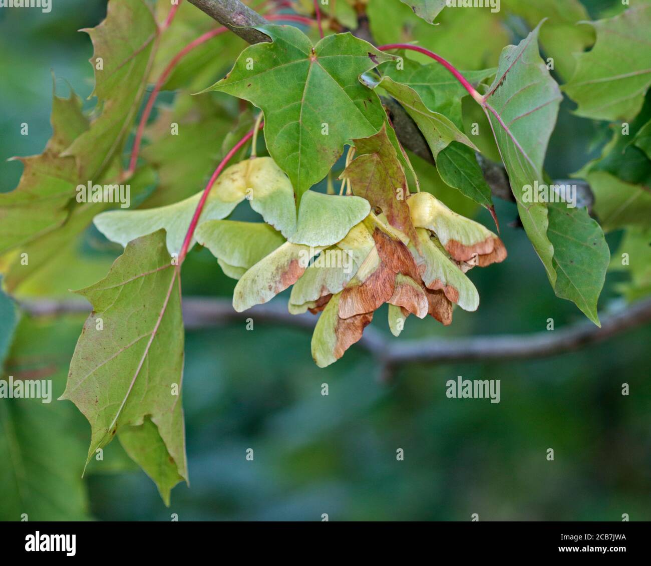 Graines de Sycamore (acer pseudoplatanus) Banque D'Images
