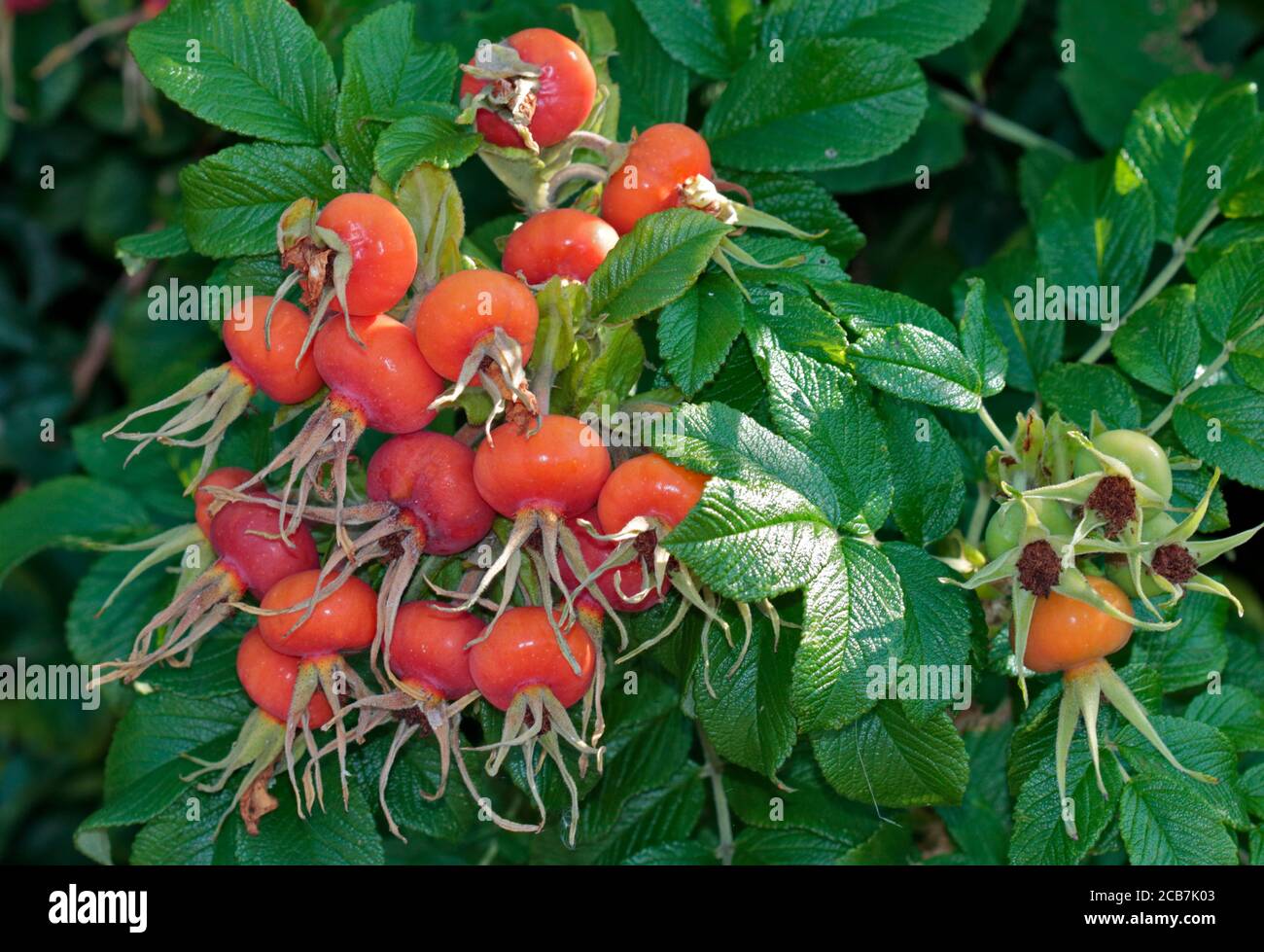 Hanches rosé de rugosa Banque D'Images