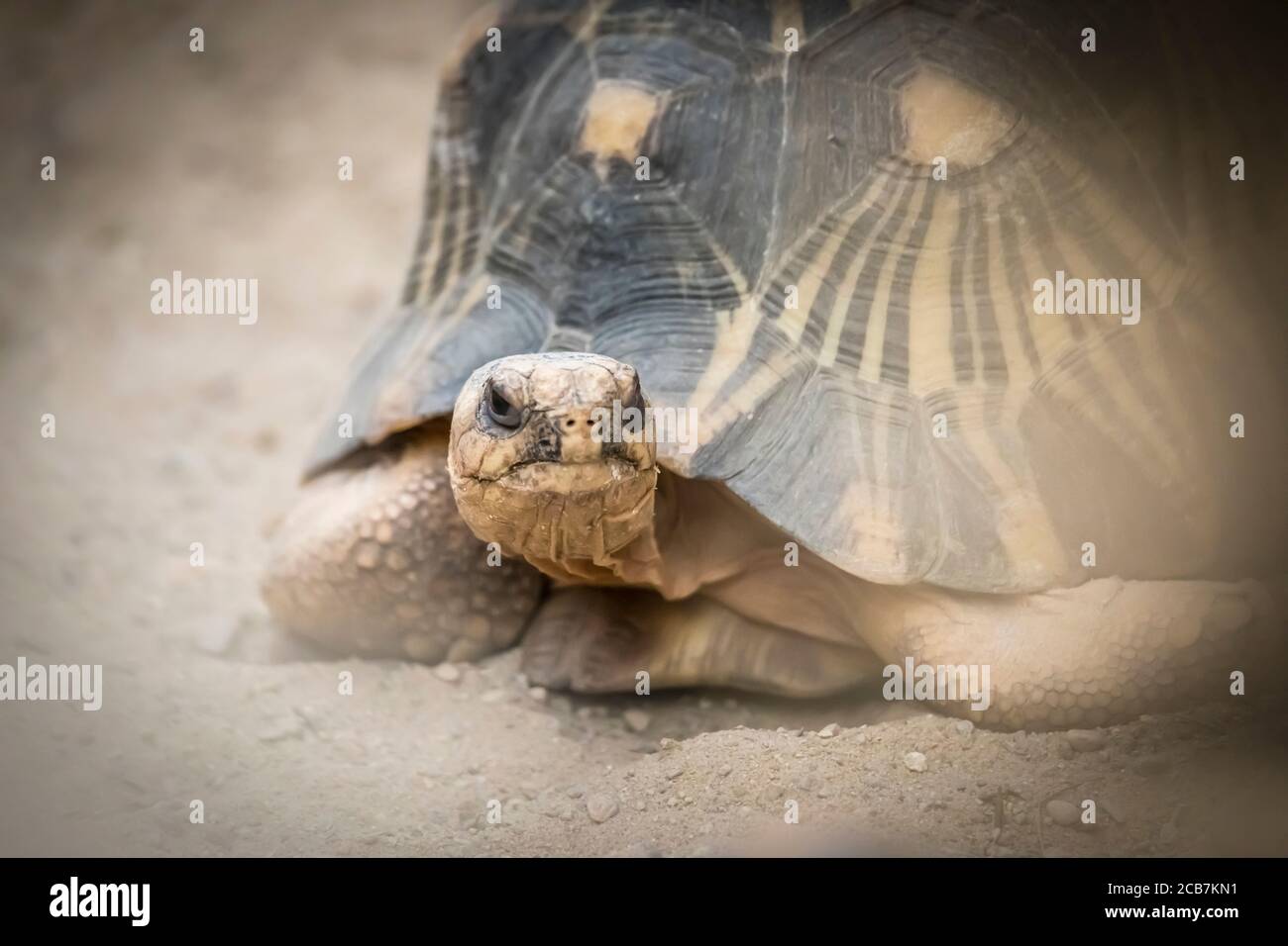 tortue sur l'herbe dans le parc dvur kralove, le meilleur pohto Banque D'Images