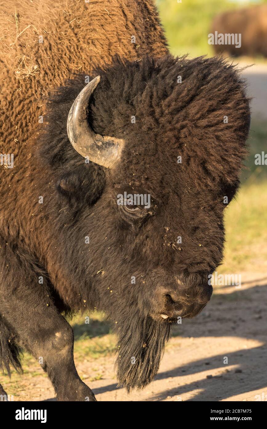 Bison, parc national Elk Island, Alberta, Canada Banque D'Images