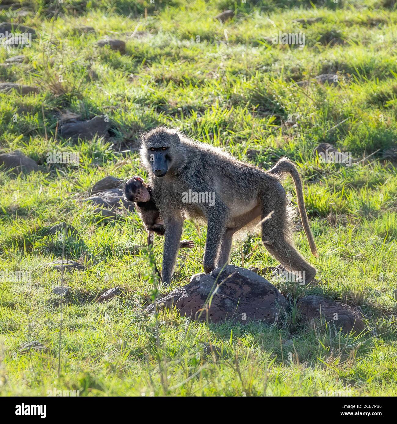 Babouin D Olive Et Bebe Dans Le Masai Mara Kenya Marchant Dans La Vegetation Luxuriante De L Herbe Verte Dans Le Soleil De L Apres Midi Format Carre Photo Stock Alamy