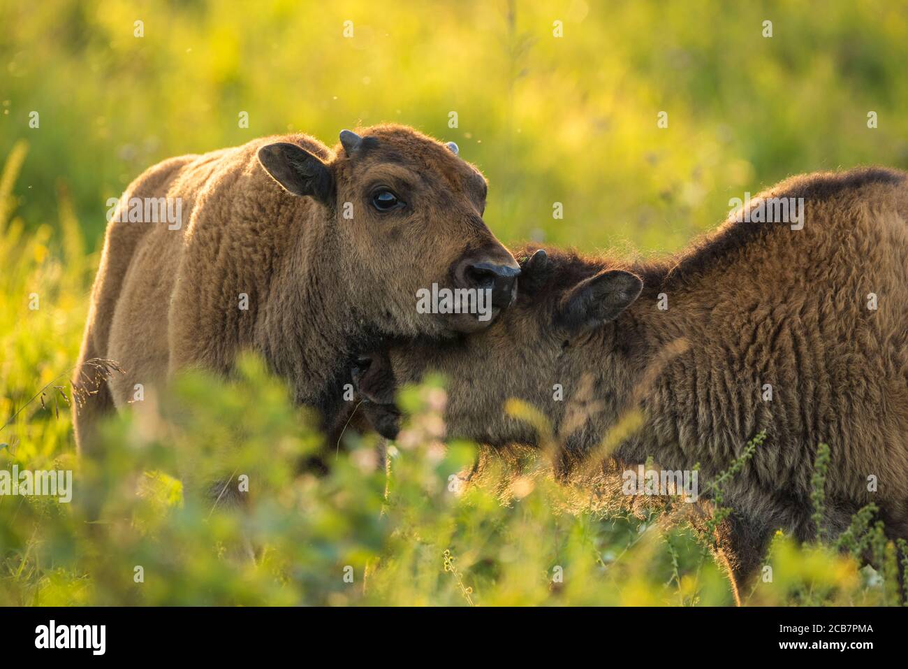 Veaux de bison, parc national Elk Island, Alberta, Canada Banque D'Images
