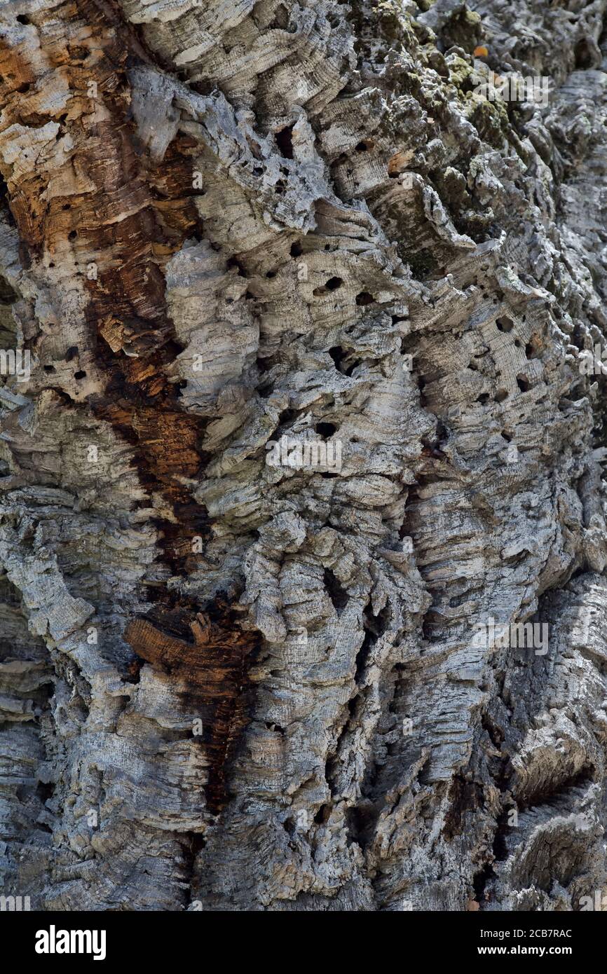L'ancien arbre de chêne de Cork 'Quercus suber', est un chêne de taille moyenne à feuilles persistantes, Sierra Foothills, Clifornia. Banque D'Images