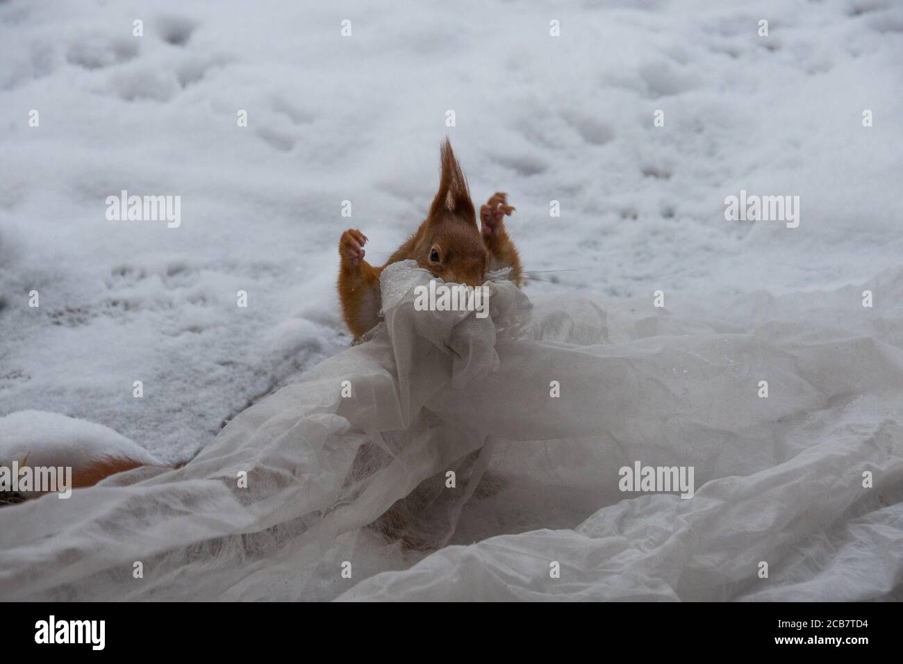 Gros plan sur l'écureuil roux allemand dans la neige Banque D'Images