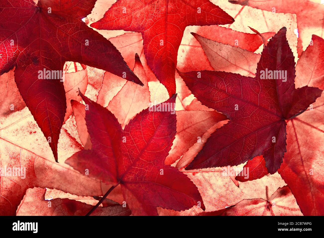 Des feuilles d'érable rouge d'automne remplissant le cadre, illuminées par la lumière de l'arrière dans le studio Banque D'Images