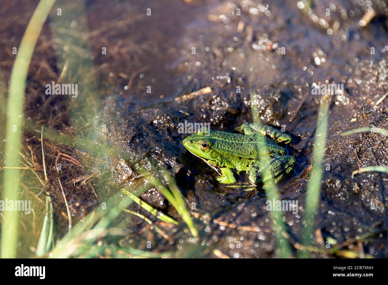 Grenouille verte, plantes aquatiques, Autriche Banque D'Images