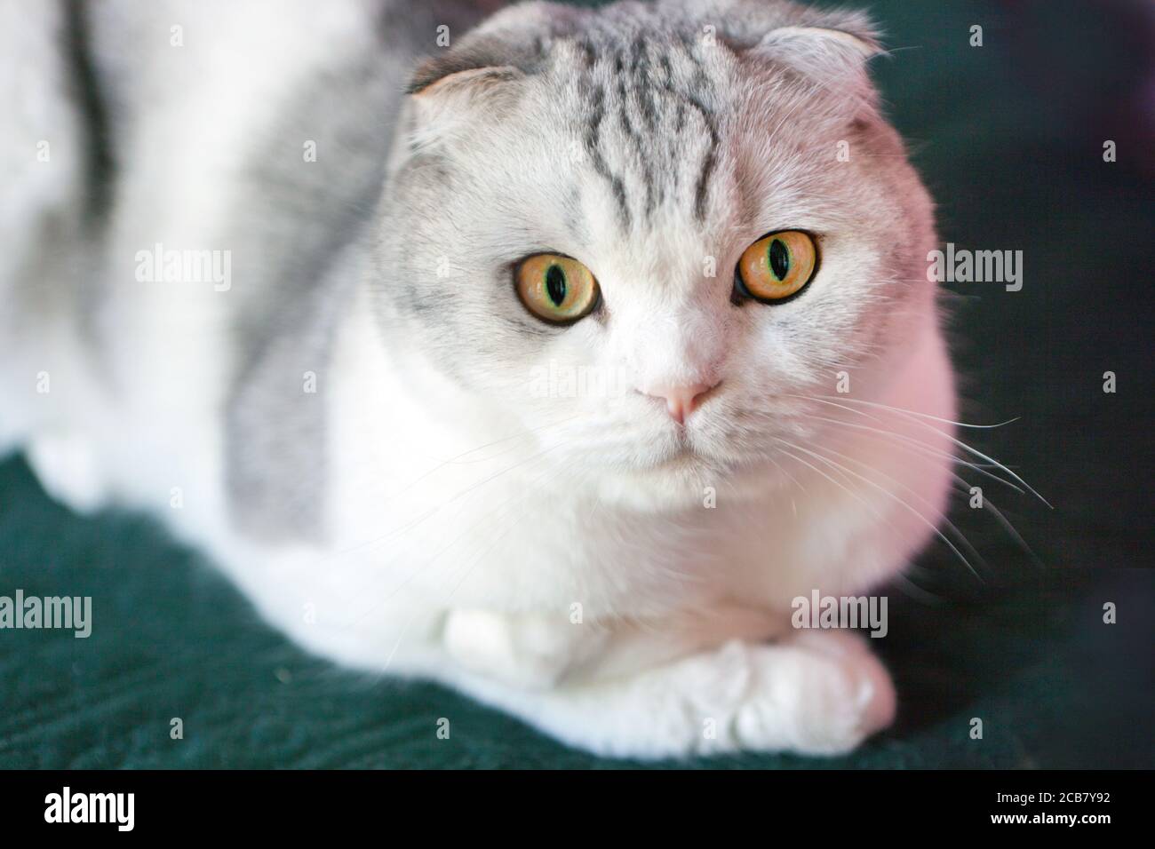 Scottish Fold Cat à face ronde. Portrait d'un chat mâle écossais surprise avec de grands yeux. Chats yeux jaunes. Banque D'Images Scottish Fold Cat à face ronde. Portrait d'un chat mâle écossais surprise avec de grands yeux. Chats yeux jaunes. Banque D'Images