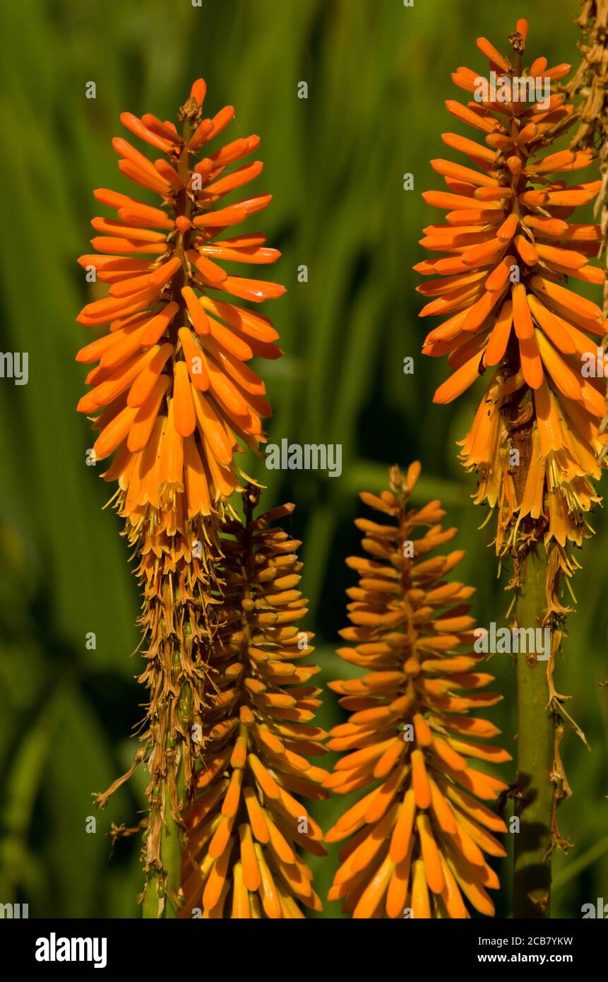 Kniphofia « Fiery Fred » Banque D'Images