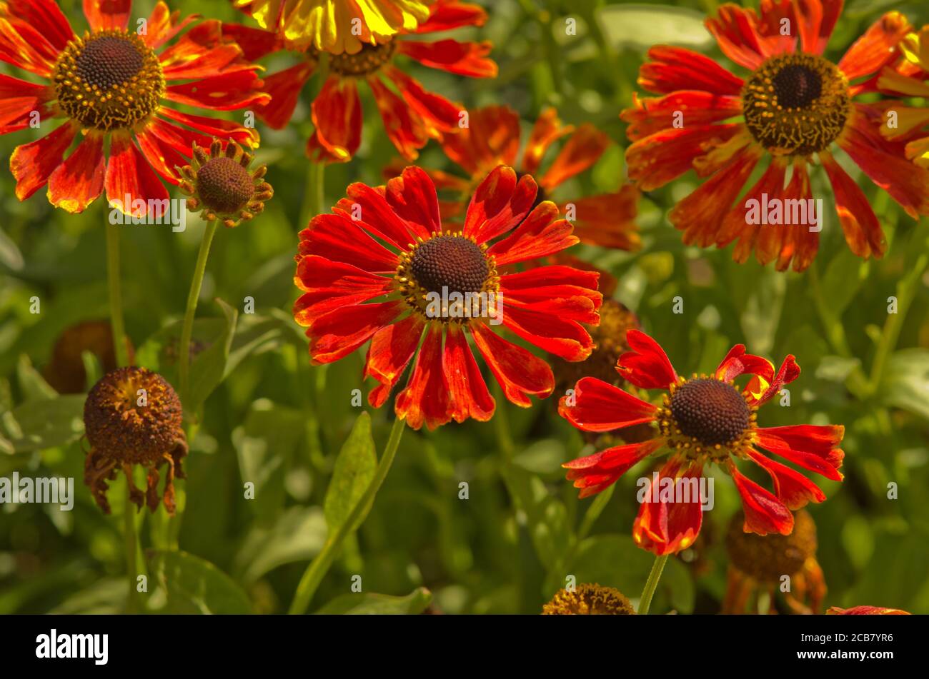 Helenium 'Goldlackzwerg' Banque D'Images
