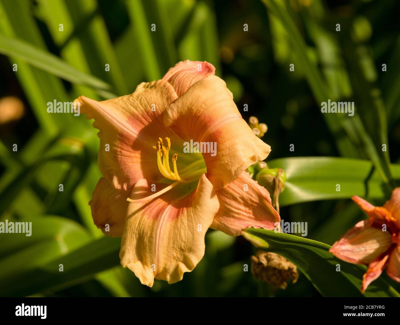 Hemerocallis 'Janice Brown' Banque D'Images