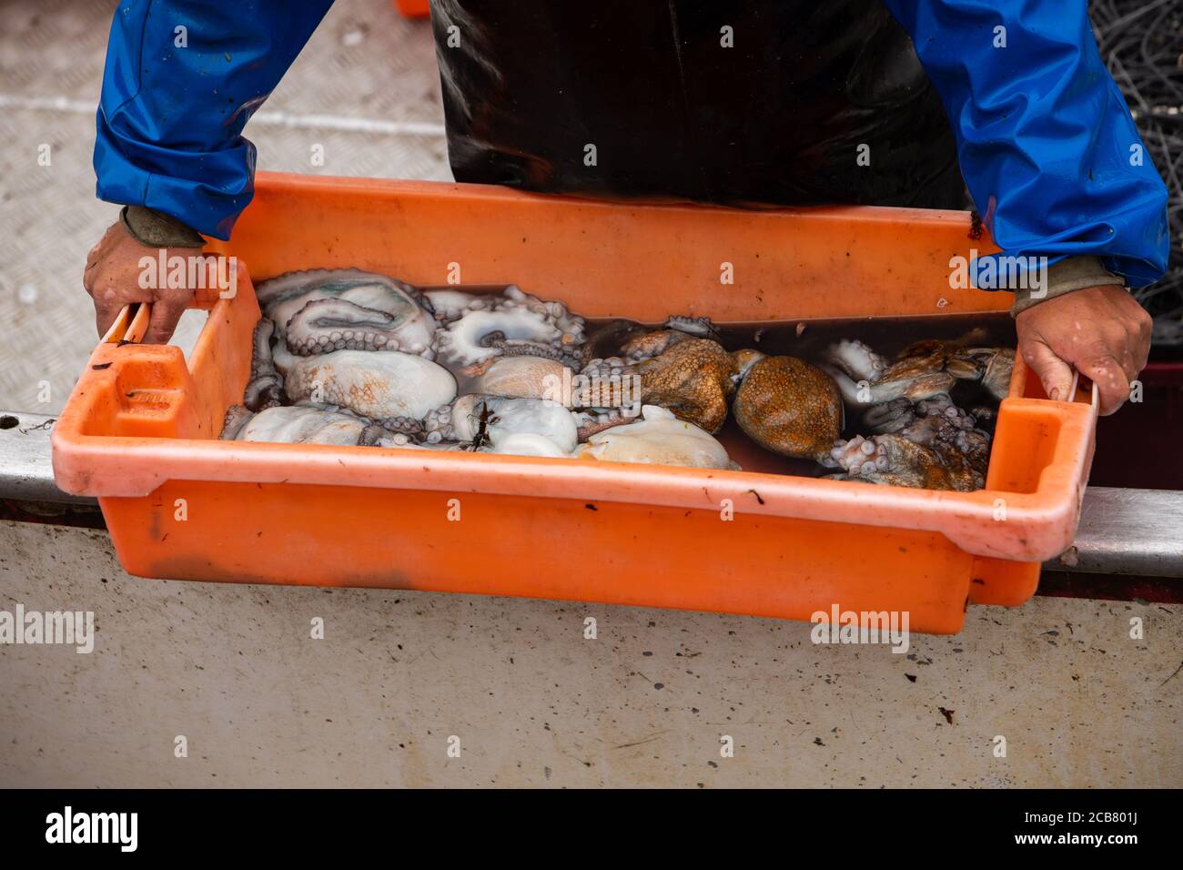 Pêcheur livrant des poulpes frais de la mer dans un plateau orange à Apulia, Portugal Banque D'Images