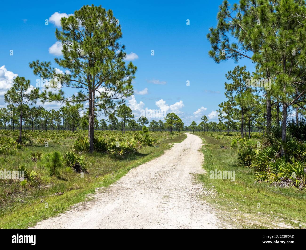 Route de terre dans la zone de gestion de la faune de Fred C. Babcock/Cecil M. Webb à Punta Gorda, dans le sud-ouest de la Floride aux États-Unis Banque D'Images