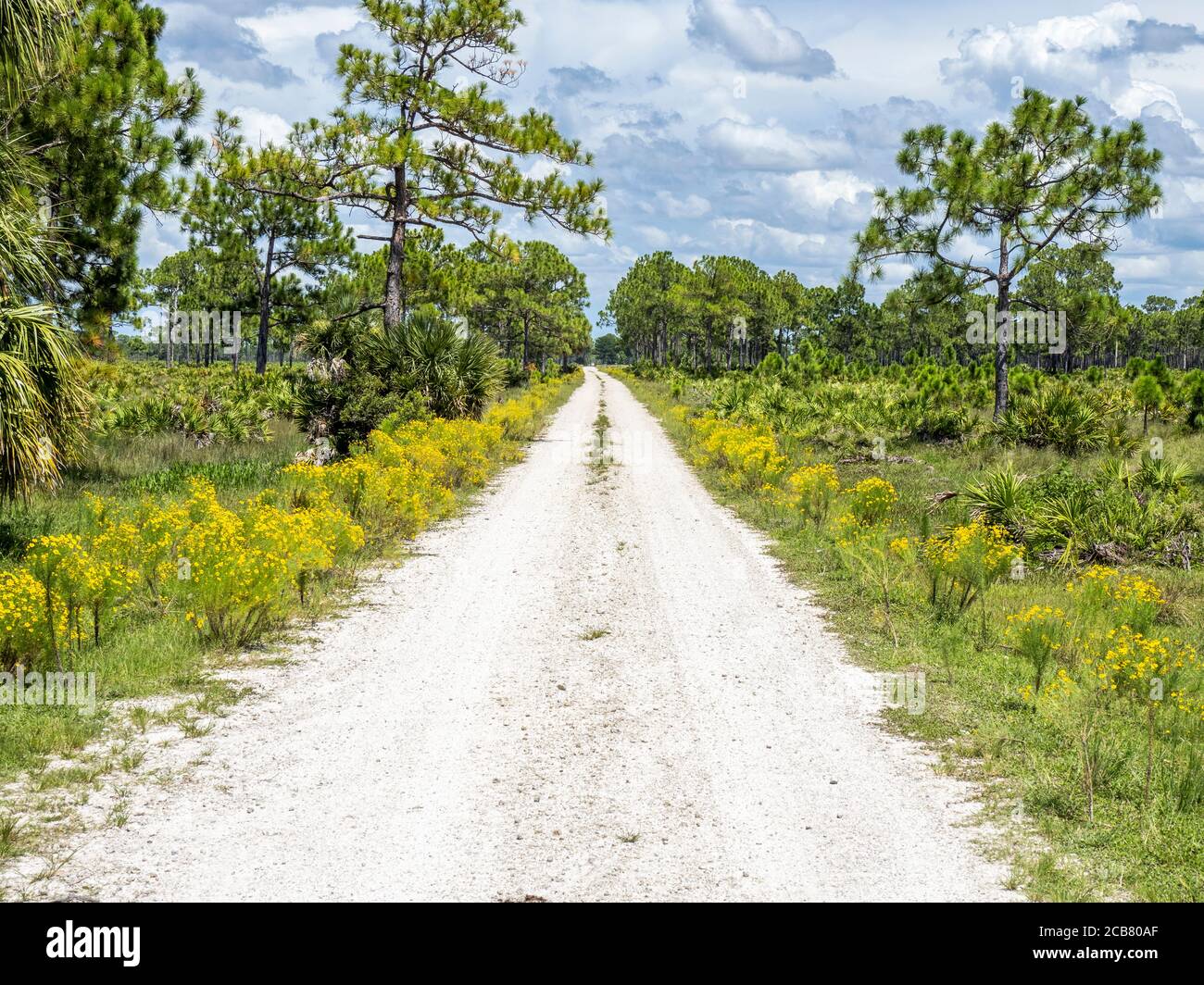 Route de terre dans la zone de gestion de la faune de Fred C. Babcock/Cecil M. Webb à Punta Gorda, dans le sud-ouest de la Floride aux États-Unis Banque D'Images