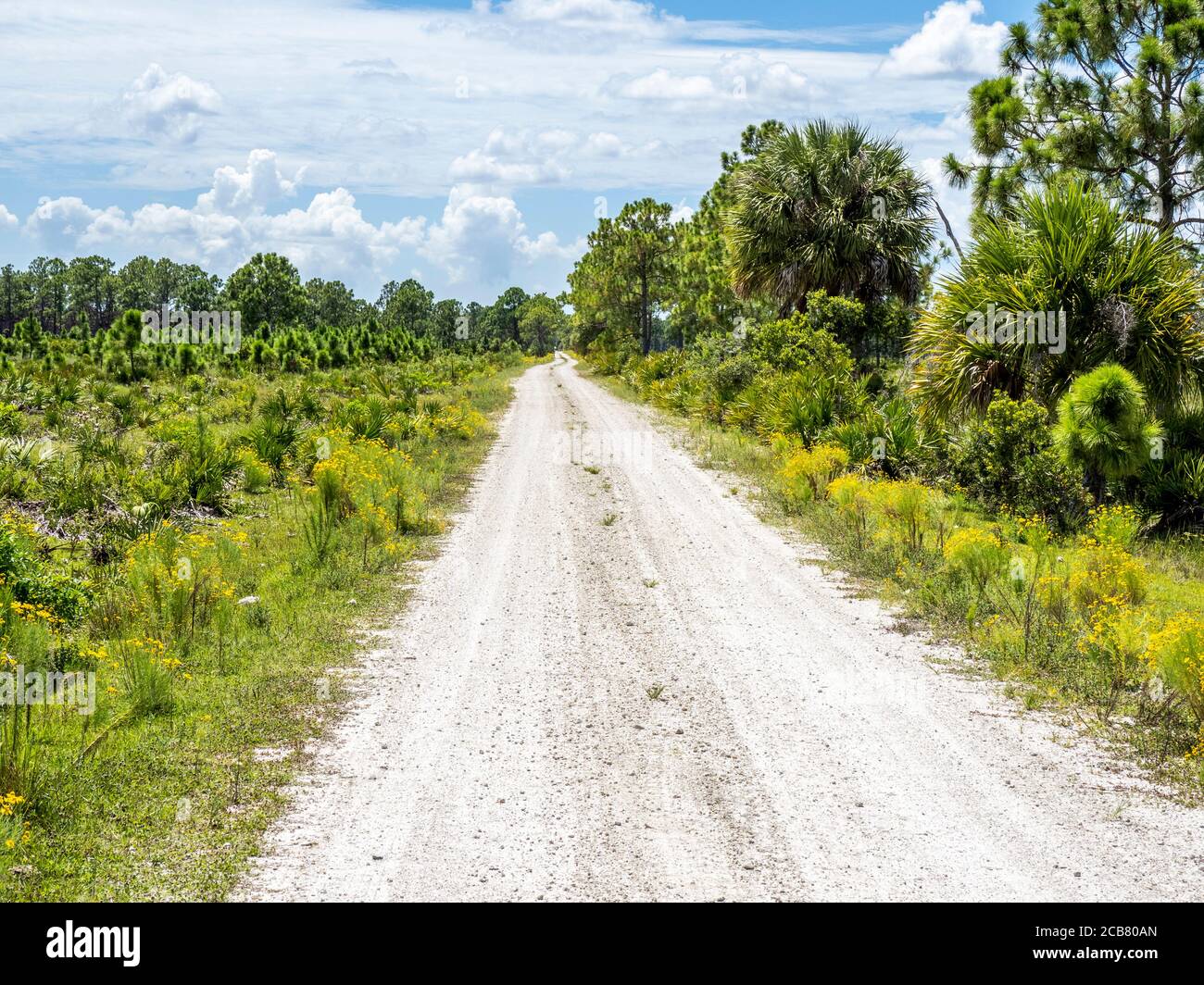 Route de terre dans la zone de gestion de la faune de Fred C. Babcock/Cecil M. Webb à Punta Gorda, dans le sud-ouest de la Floride aux États-Unis Banque D'Images