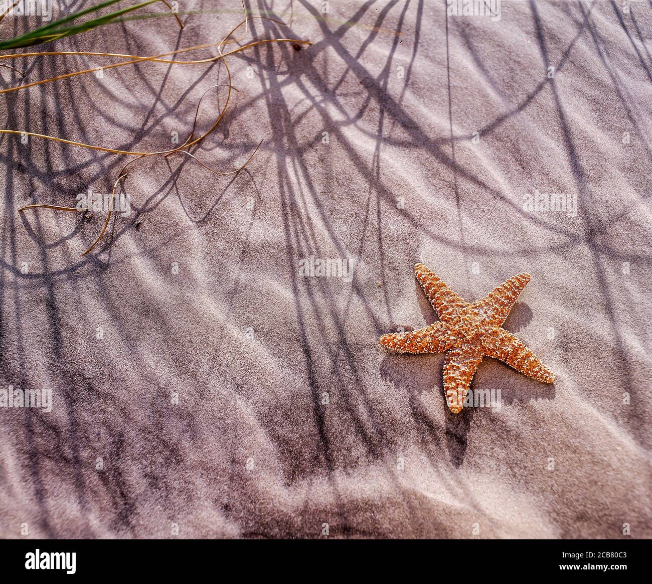 Starfish sur fond de plage de sable avec espace de copie Banque D'Images