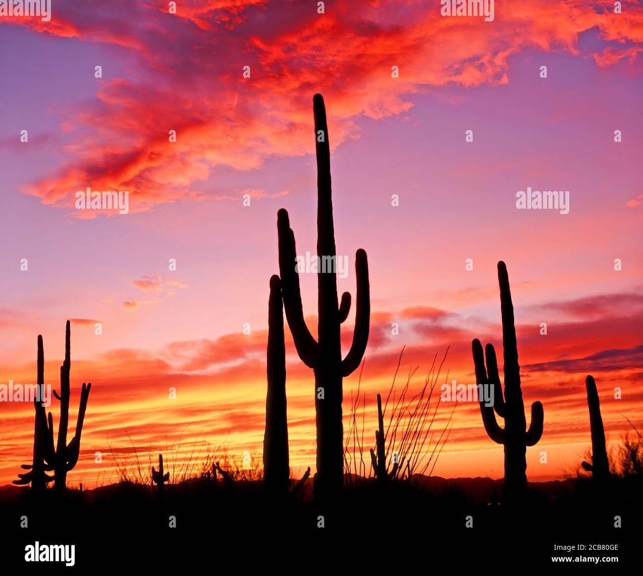 Cactua silhouetted aganiste un ciel de coucher de soleil , dans Organ Pipe Cactus National Monument dans le désert de Sonoran dans le sud de l'Arizona aux États-Unis Banque D'Images
