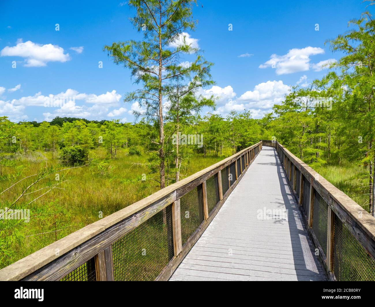 Promenade sur les cyprès au parc Kirby Storter Big Cypress Preserve dans le sud de la Floride des États-Unis Banque D'Images