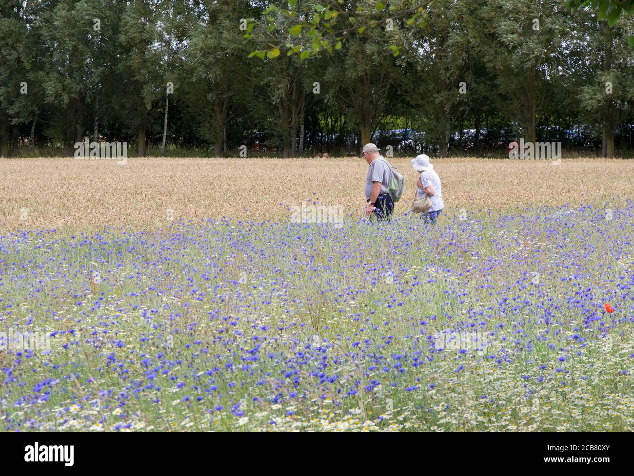 Vieux couple marchant entre le blé et les cornflowers à genoux Breezy Jardins Banque D'Images