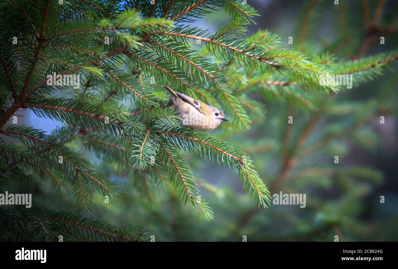 goldcrest assis sur la branche de l'épinette Regulus regulus le plus petit oiseau de la nature. Le goldcrest est un très petit oiseau de passereau Banque D'Images