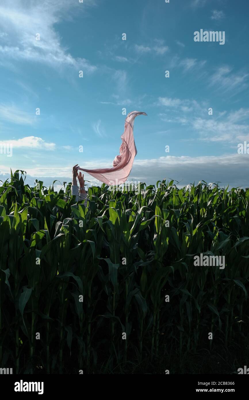 Mains tenant un foulard rose dans les airs dans un champ de maïs, France Banque D'Images