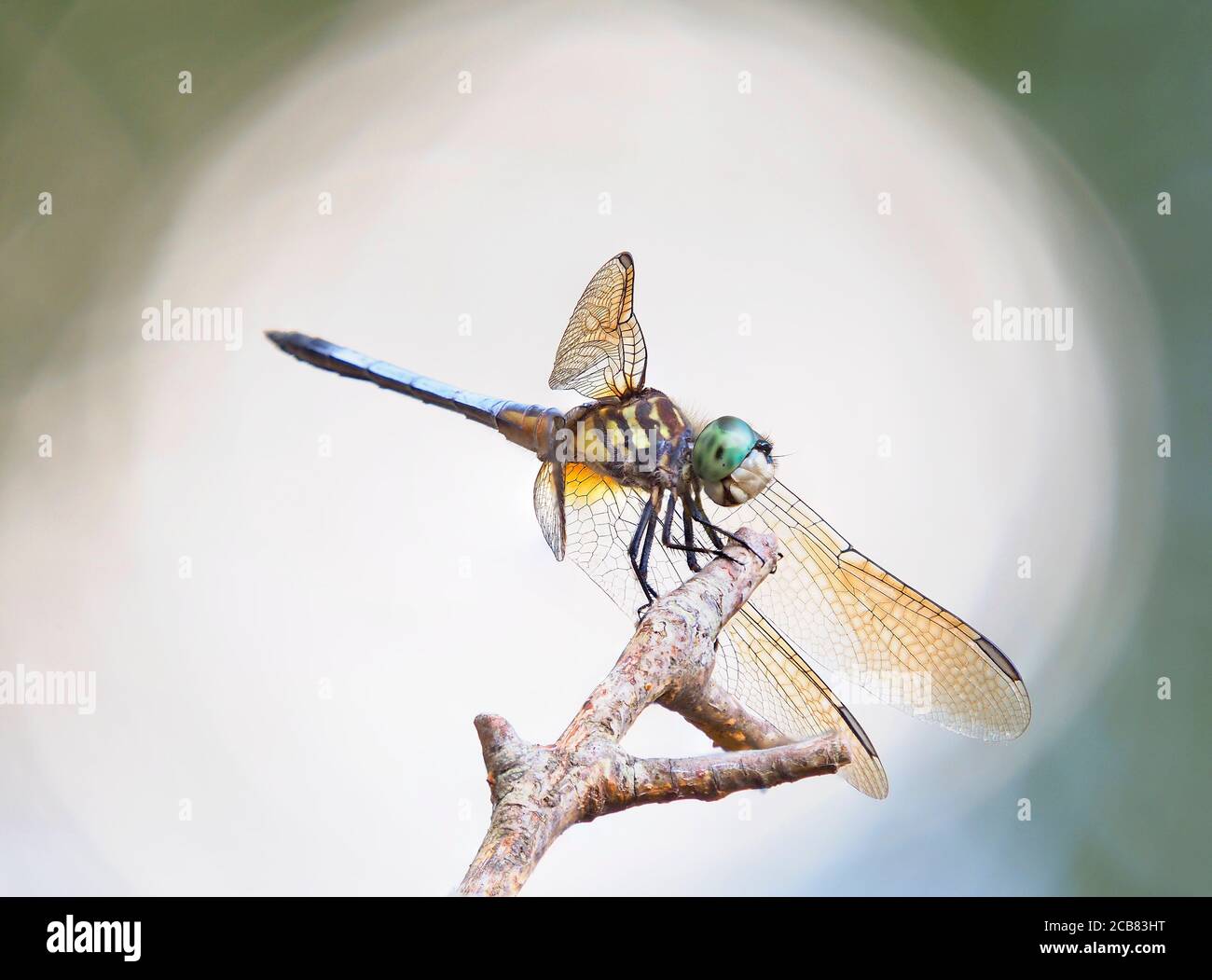 Un gros plan Focus image empilée d'un Dragonfly bleu Rétroéclairage par lumière naturelle Banque D'Images