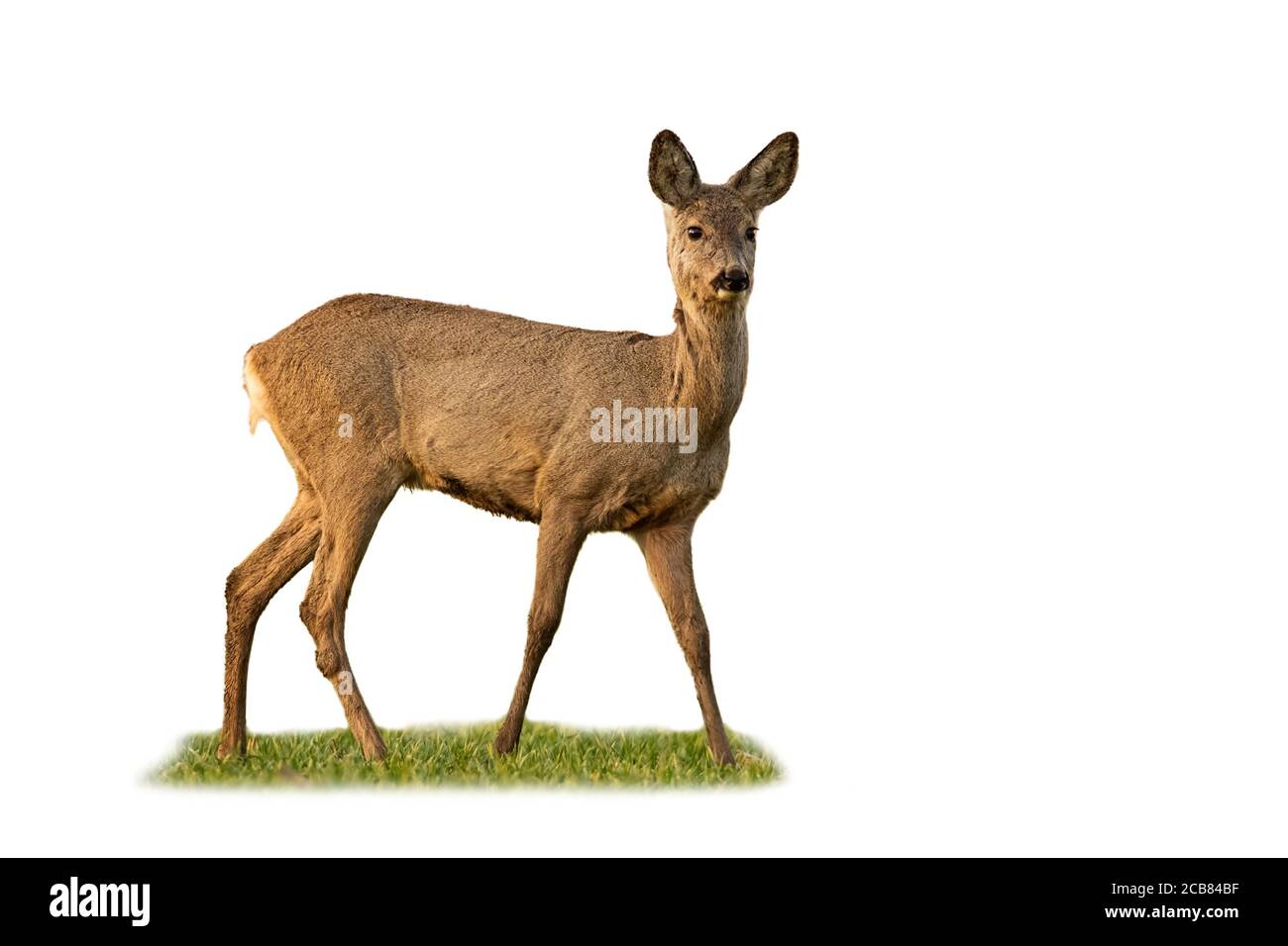 Le chevreuil du ROE est debout dans l'herbe isolée sur fond blanc. Banque D'Images Le chevreuil du ROE est debout dans l'herbe isolée sur fond blanc. Banque D'Images