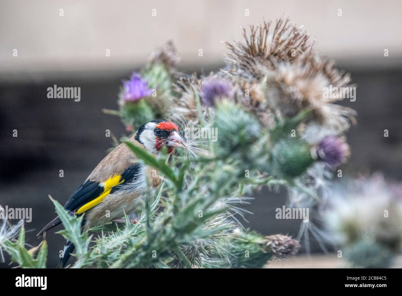 Goldfinch, Carduelis carduelis, se nourrissant d'un grand chardon en pectant les graines. Banque D'Images