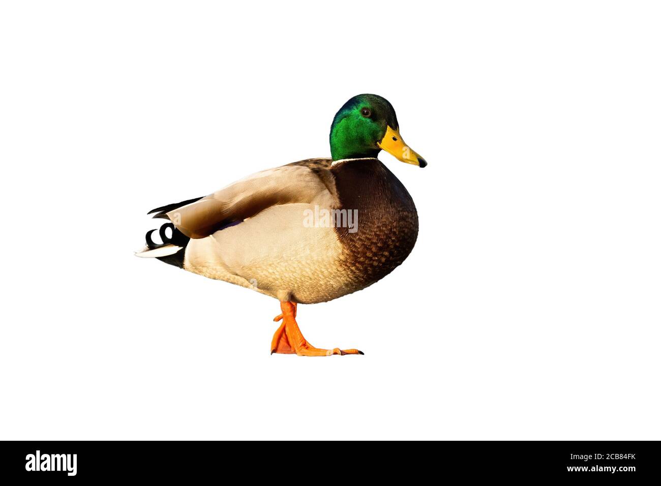 Vue latérale sur le canard colvert marchant dans la nature isolée sur arrière-plan blanc Banque D'Images Vue latérale sur le canard colvert marchant dans la nature isolée sur arrière-plan blanc Banque D'Images