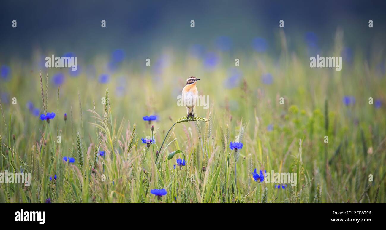 Whinchat saxicola rubetra femme assise sur l'herbe. Adorable petit oiseau de prairie clair commun. Oiseau dans la faune, la meilleure photo Banque D'Images