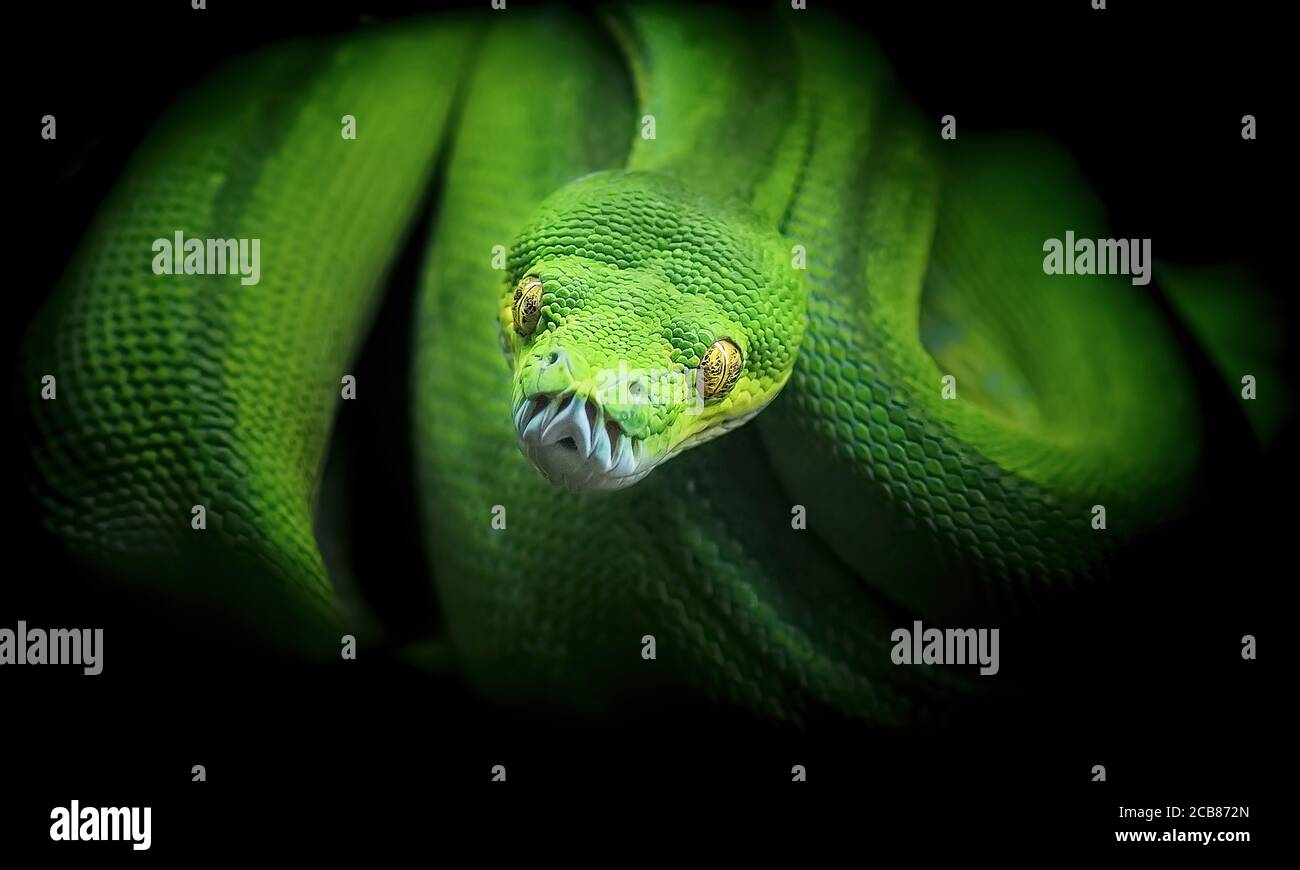 Morelia viridis, python vert serpent regarder dans les yeux, en attendant la chasse, la meilleure photo Banque D'Images