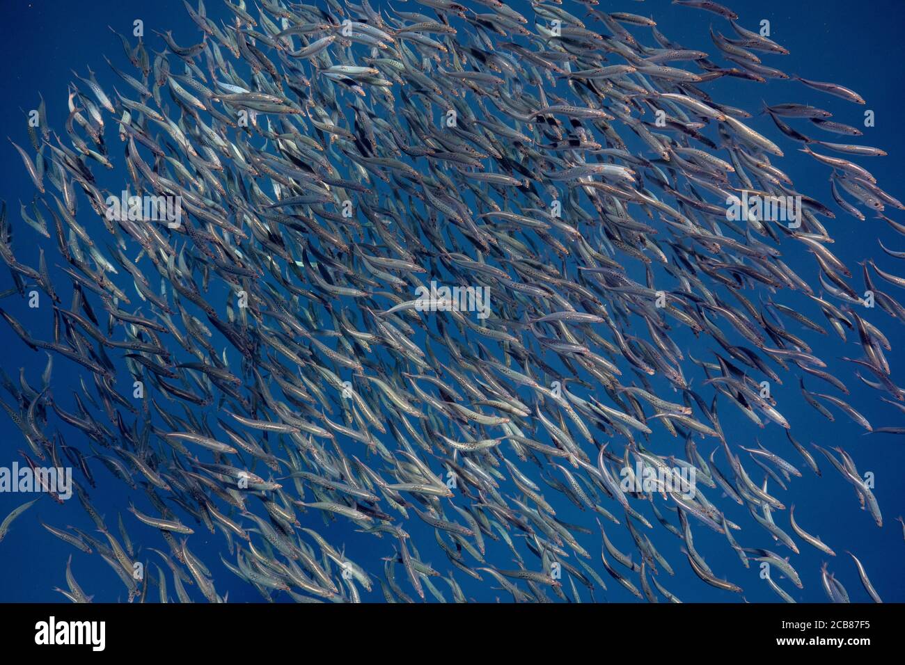 Boule d'appât de sardines et de maquereau dans la baie de Magadalena, Baja California sur, Mexique. Banque D'Images