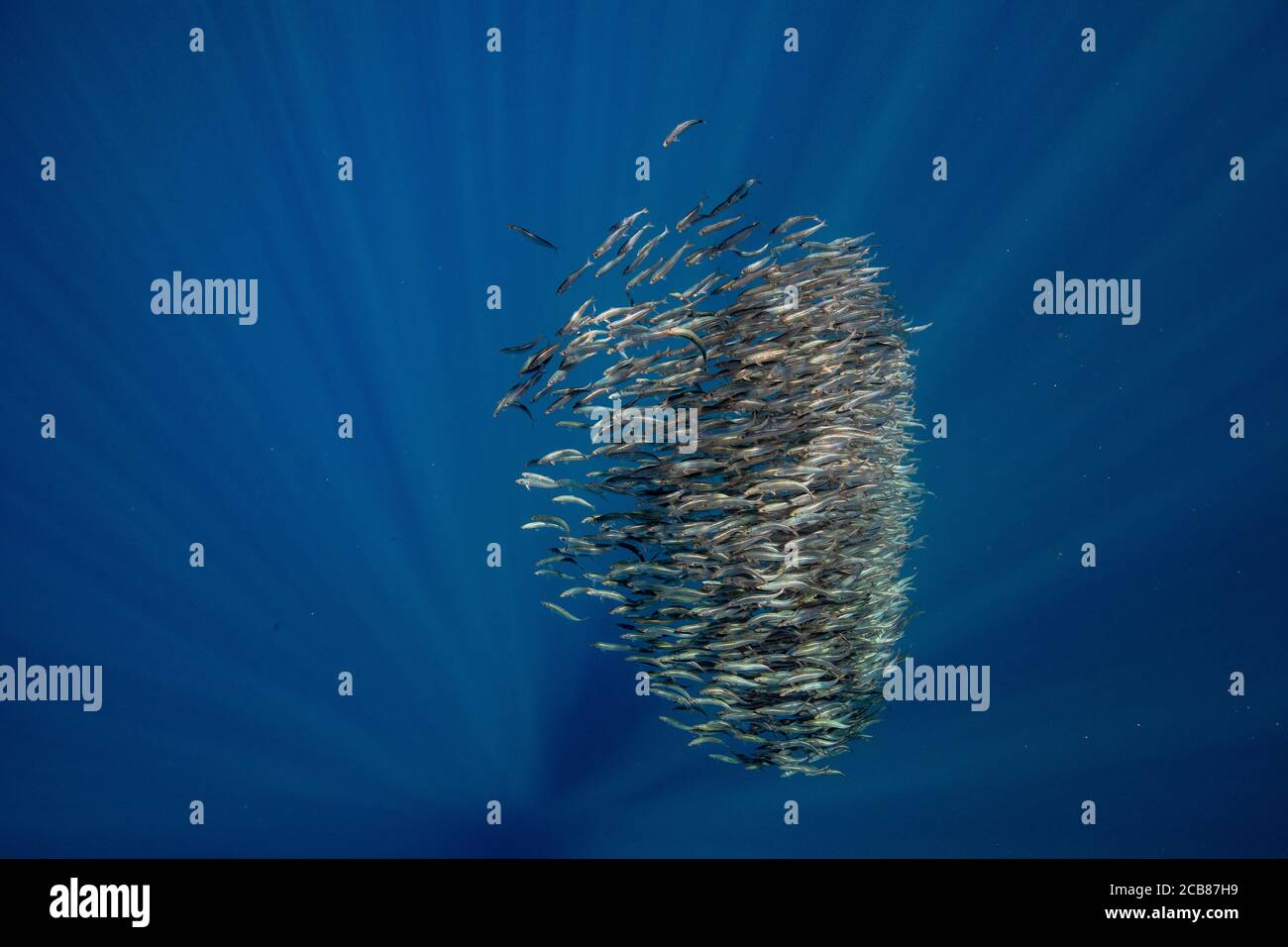 Boule d'appât de sardines et de maquereau dans la baie de Magadalena, Baja California sur, Mexique. Banque D'Images