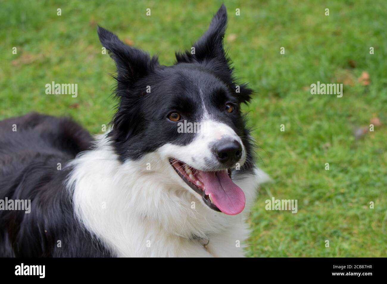 Border collie chien hors des portes Banque D'Images
