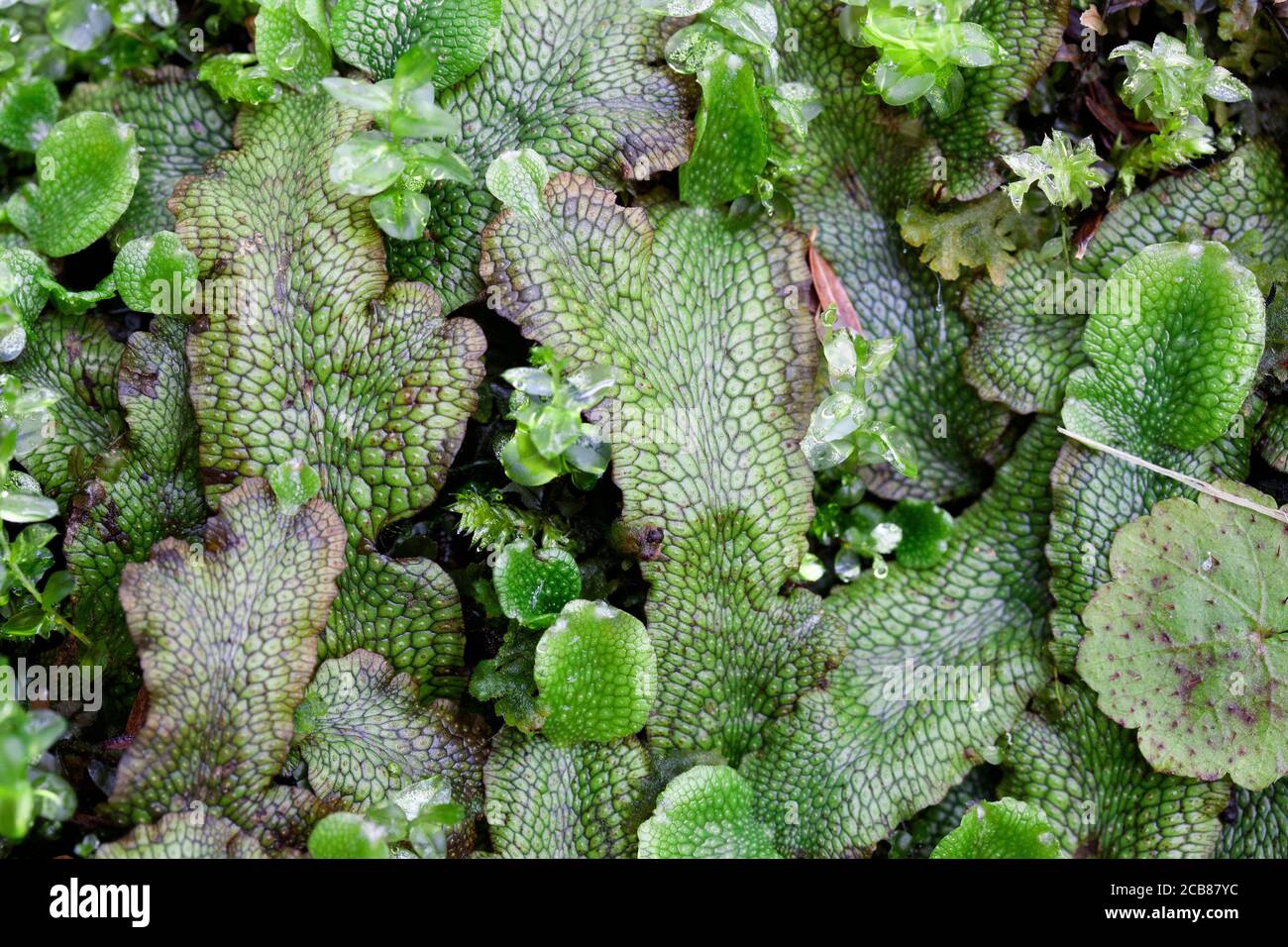 Marchantia, Laverwort commun, Amérique du Nord, par Dembinsky photo Assoc Banque D'Images