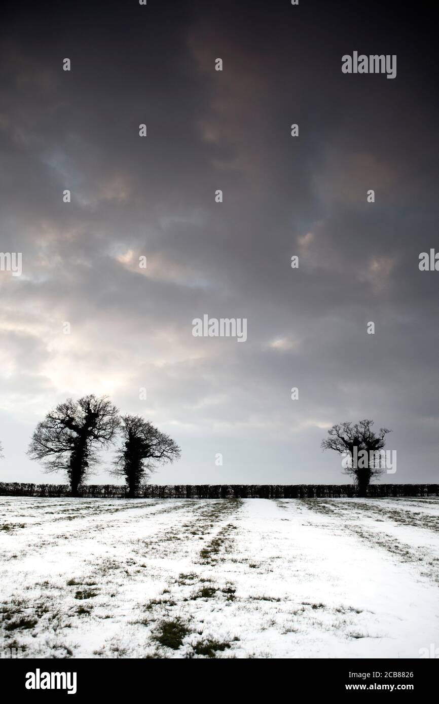 Scène de neige avec arbres d'hiver au crépuscule Banque D'Images
