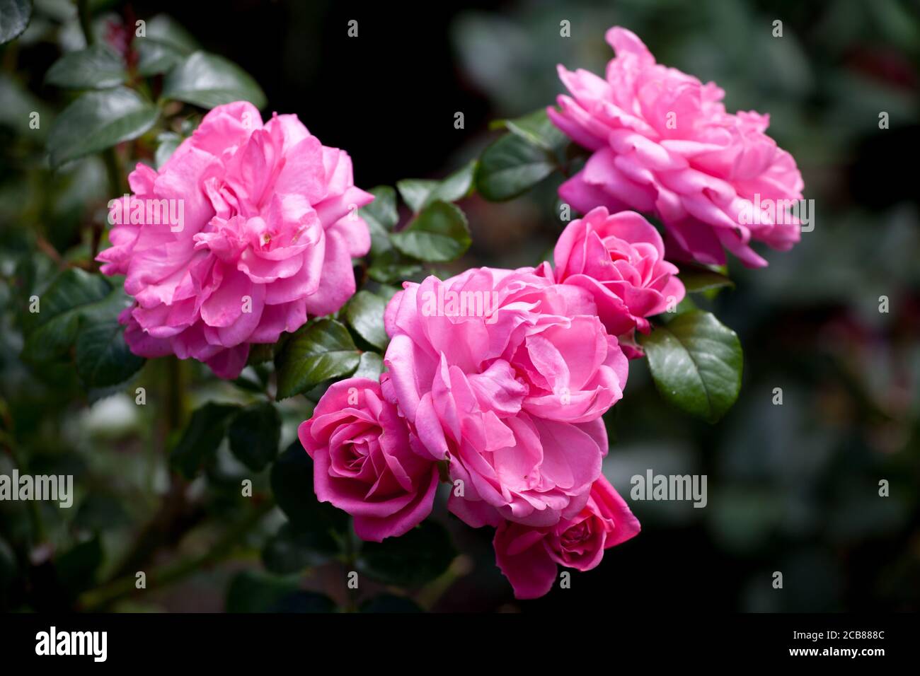 Roses roses sur rosier dans le jardin anglais Banque D'Images