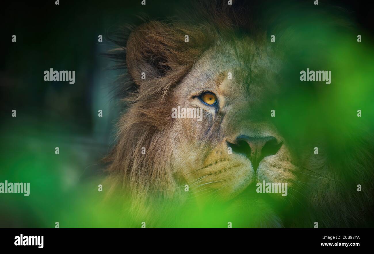 Le lion du prédateur berbère face nad dangereux vue, la meilleure photo Banque D'Images