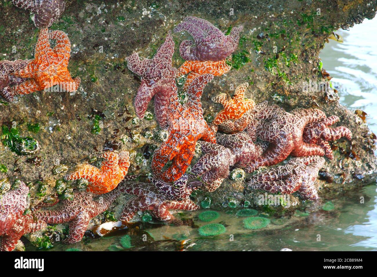 Étoiles de mer colorées sur un rocher à Low Tide on La côte de l'Oregon Banque D'Images