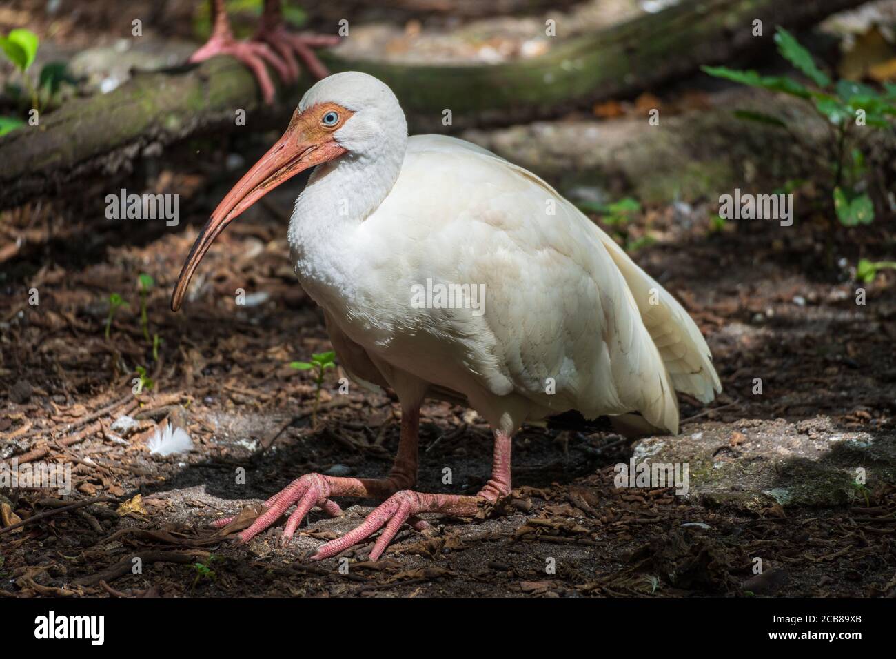 Ibis blanc américain (Eudocimus albus) assis au sol - Davie, Floride, Etats-Unis Banque D'Images