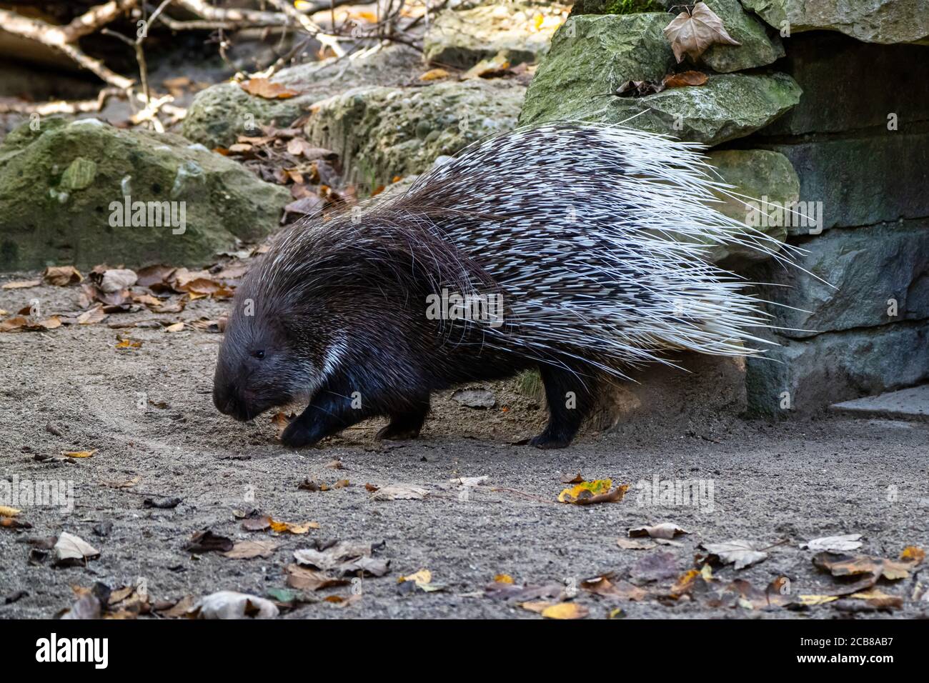 L'Indien, le porc-épic Hystrix indica ou indien, Porcupine est une espèce de rongeurs hystricomorphes appartenant à l'Ancien Monde harde fami Banque D'Images