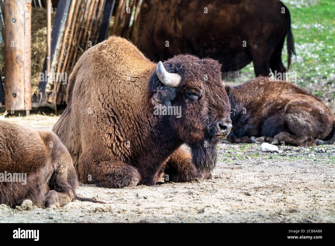 Le bison d'Amérique ou tout simplement le bison, également bien connue sous le nom de American Buffalo Buffalo ou tout simplement, est une espèce nord-américaine de bisons qui une fois roam Banque D'Images