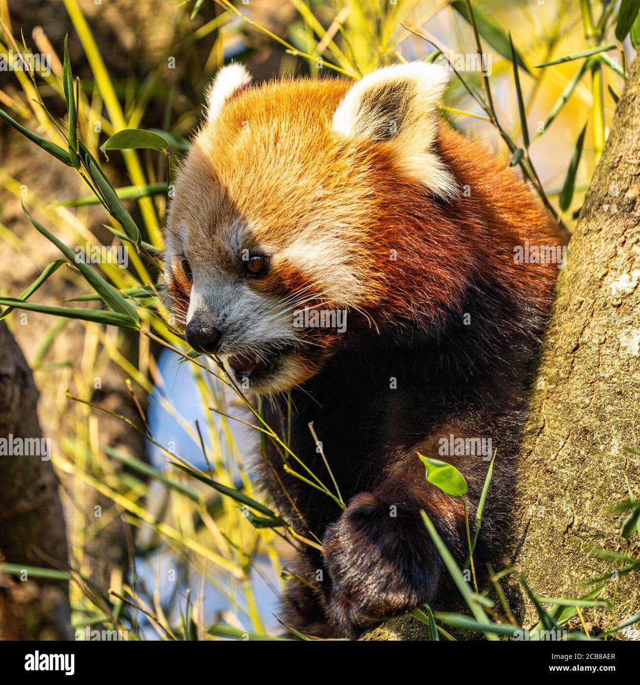Le petit panda, Ailurus fulgens, également appelé le panda moindre et le chat rouge-ours. Banque D'Images
